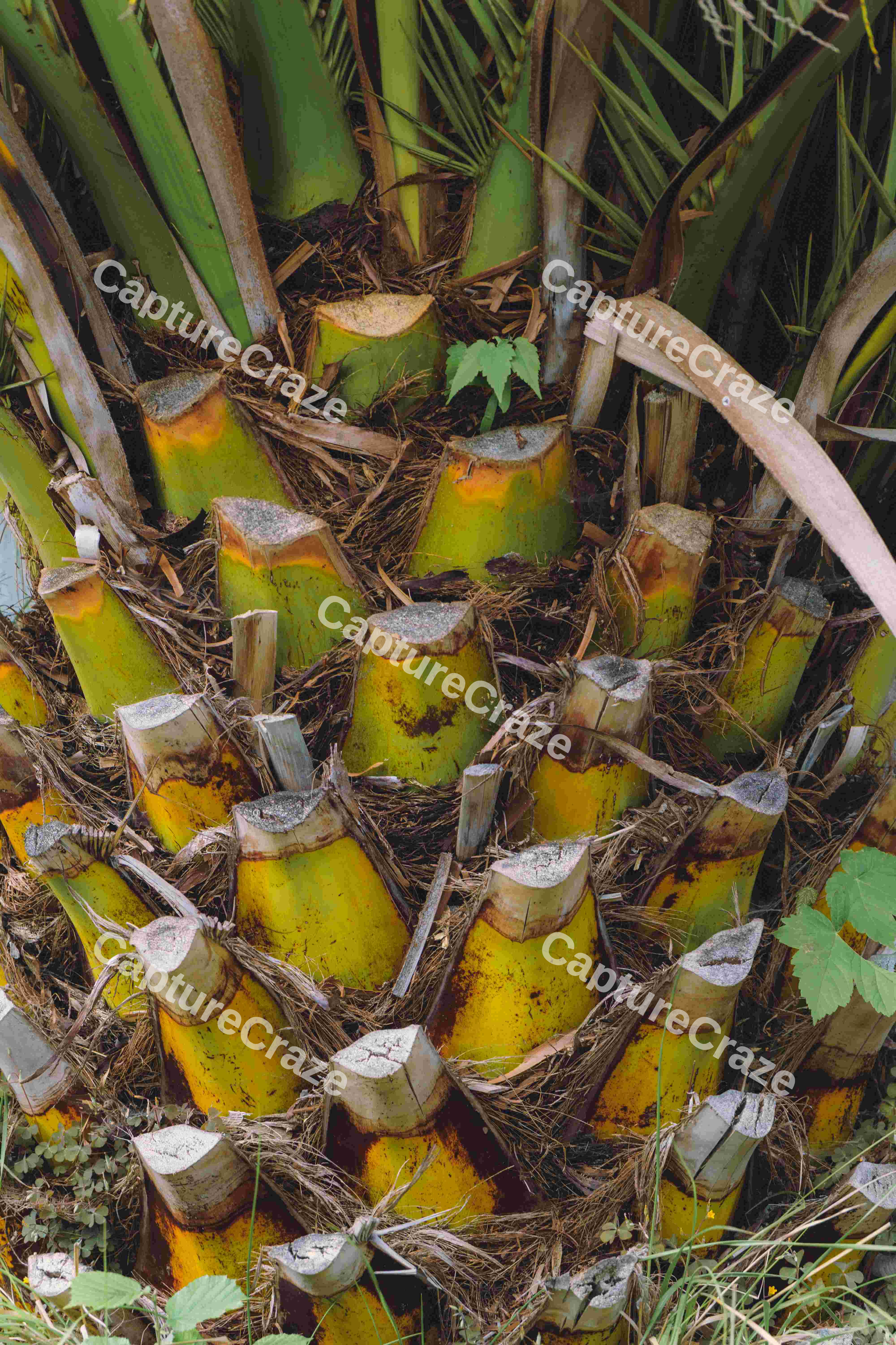 Palm Tree Trunk